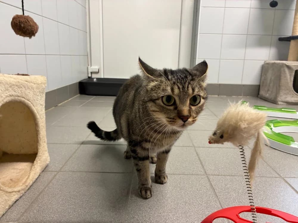 ROSE, female young Mixed Breed for adoption at SPA Forbach, Forbach