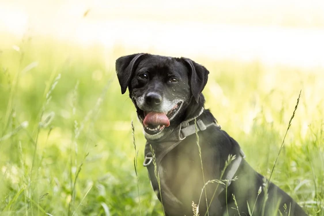 Samya, female 7yo Mixed Breed for adoption at SPA Forbach, Forbach