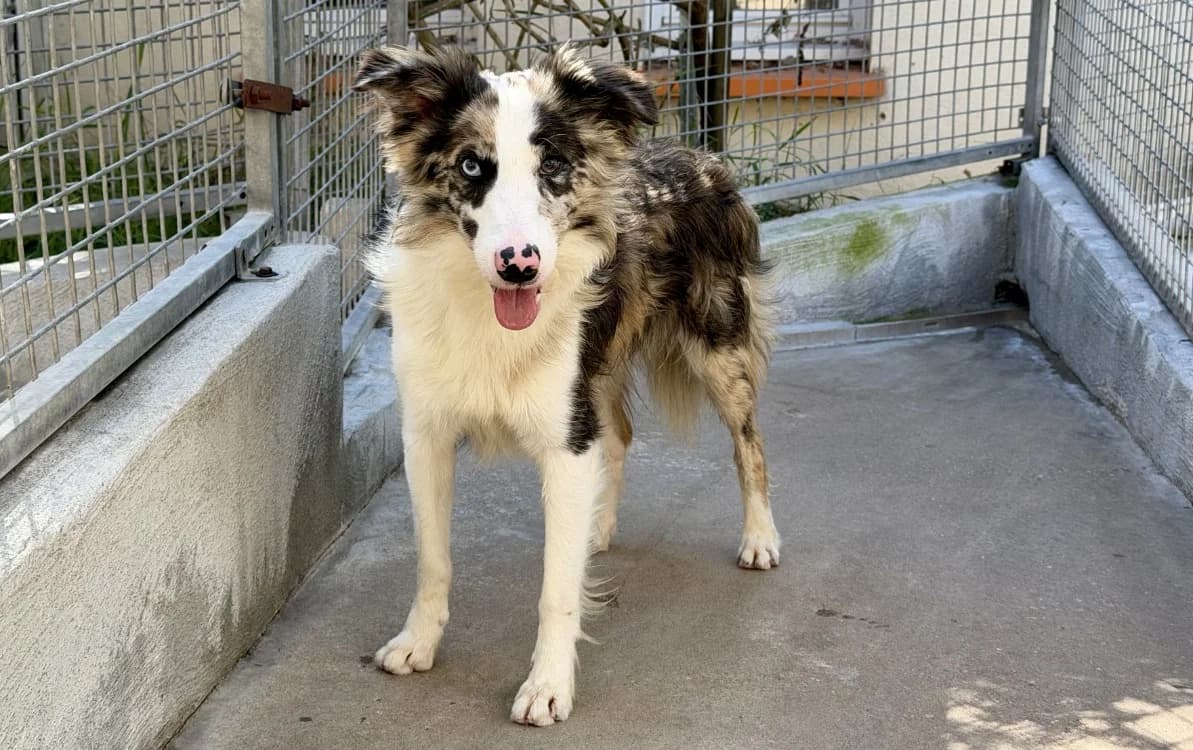 SHIVA, male young Border Collie for adoption at SPA Forbach, Forbach