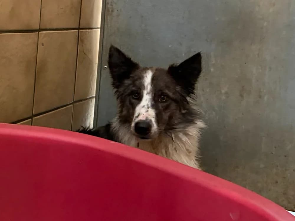 KALI, female young Border Collie for adoption at SPA Forbach, Forbach