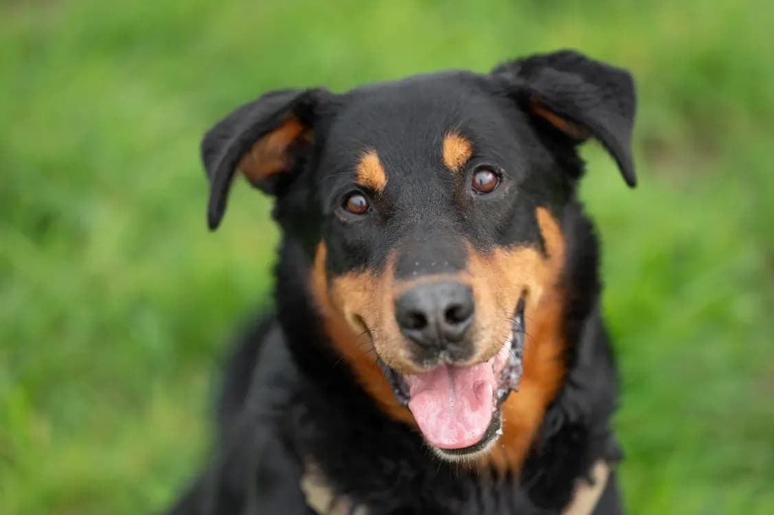 GALOUDEC, male Mixed Breed for adoption at SPA Vitré, Vitre — photo 4 of 4