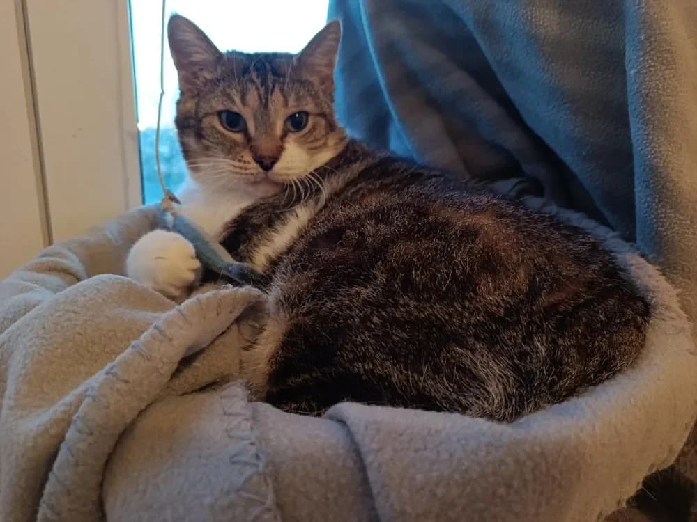 Medina, female mixed breed for adoption at Maison SPA), Maison photo 4