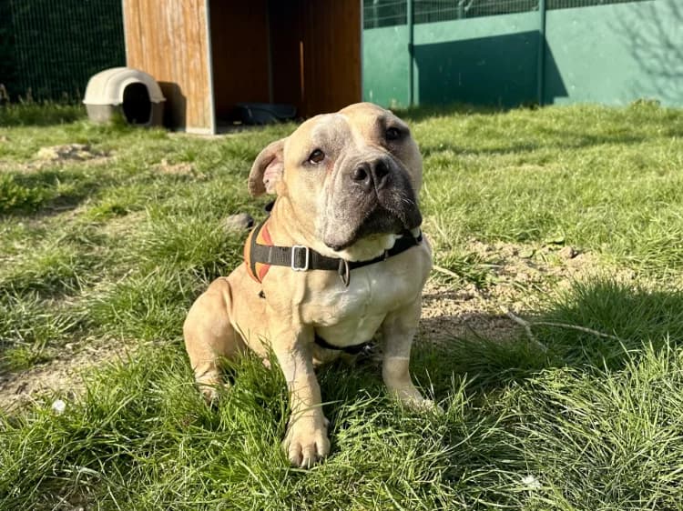 MYKONOS, female mixed breed for adoption at Moree