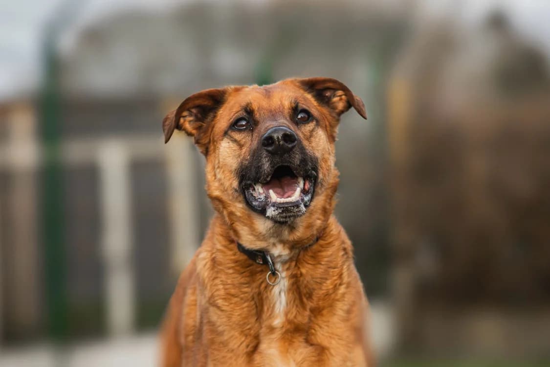RAPH, male 5yo Mixed Breed for adoption at SPA La Roche-sur-Yon, Roche Sur Yon