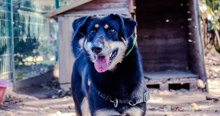 Vaya, female 4yo mixed breed for adoption at SPA Mont-de-Marsan, De Marsan