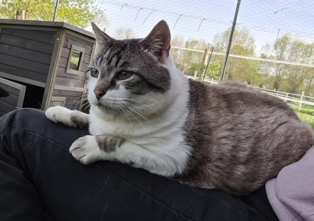 TOBBY, male 7yo mixed breed for adoption at Maison SPA), Niort
