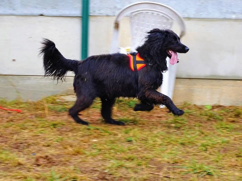Tiper, male senior Cocker Spaniel for adoption at SPA Albi (Le Garric), Albi