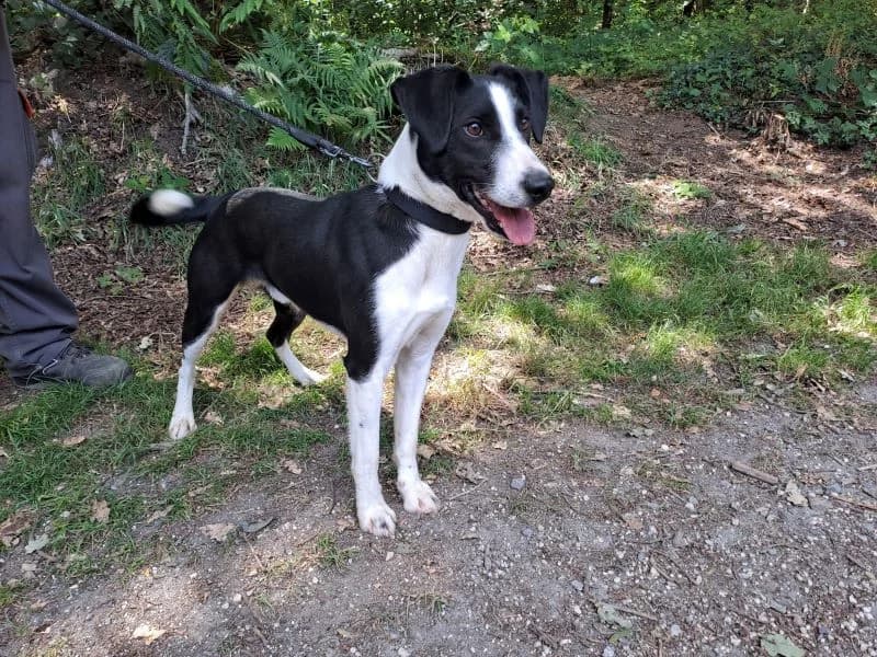 BINGO, Border Collie (SPA Laon)