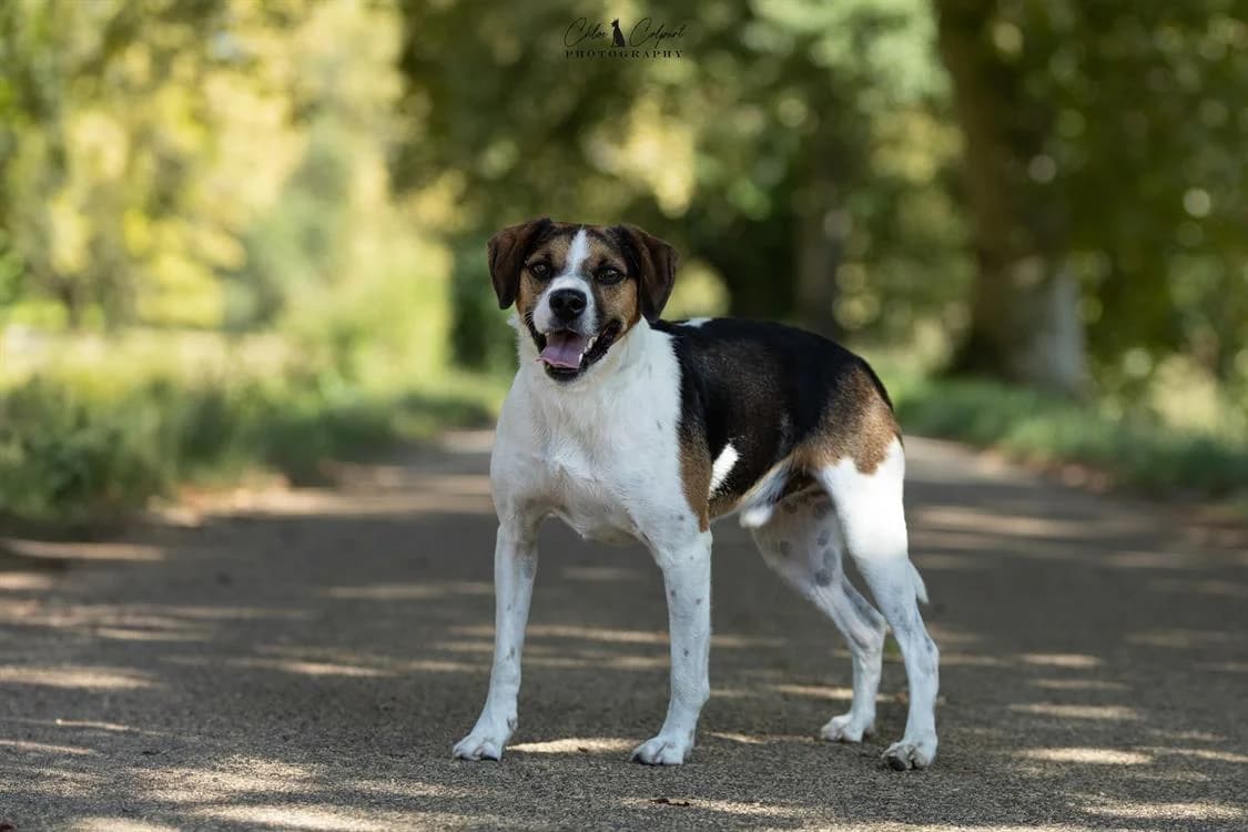Rêve, male 4yo Jack Russell Terrier for adoption at SPA Albi (Le Garric), Albi
