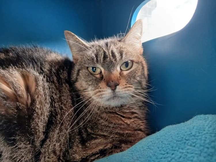 ZAMEE, female mixed breed for adoption at Jean Leriche), Moree photo 2