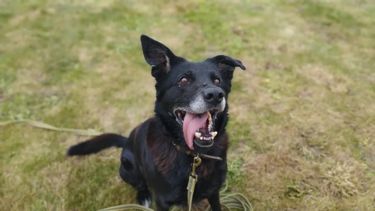 ROXY, female senior Labrador Retriever for adoption at SPA Rennes, Rennes