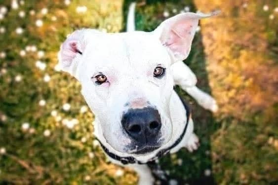 Ally, Mixed Breed (SPA Mont-de-Marsan)