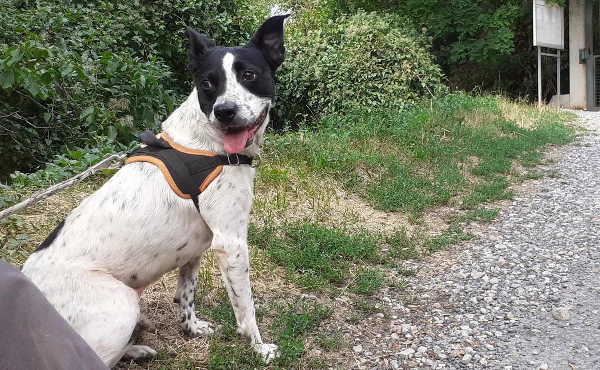 Maicky, male senior Mixed Breed for adoption at SPA Albi (Le Garric), Albi