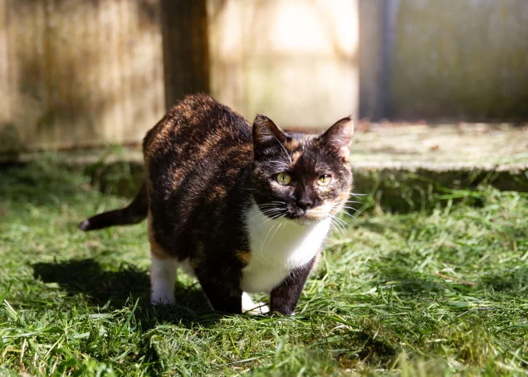 RAIA A17234, female 7yo mixed breed for adoption at SPA Orgeval, Orgeval