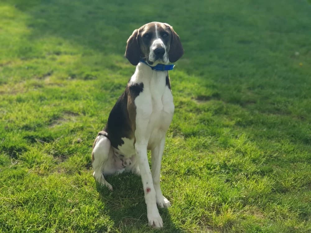 YUKI, female young Beagle for adoption at SPA Aix-en-Provence, Aix