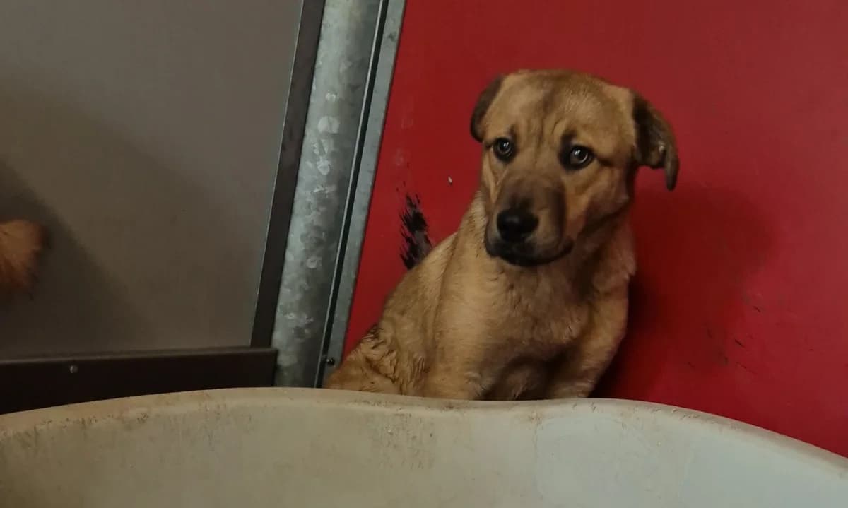 Seultout, male young Mixed Breed for adoption at SPA Albi (Le Garric), Albi
