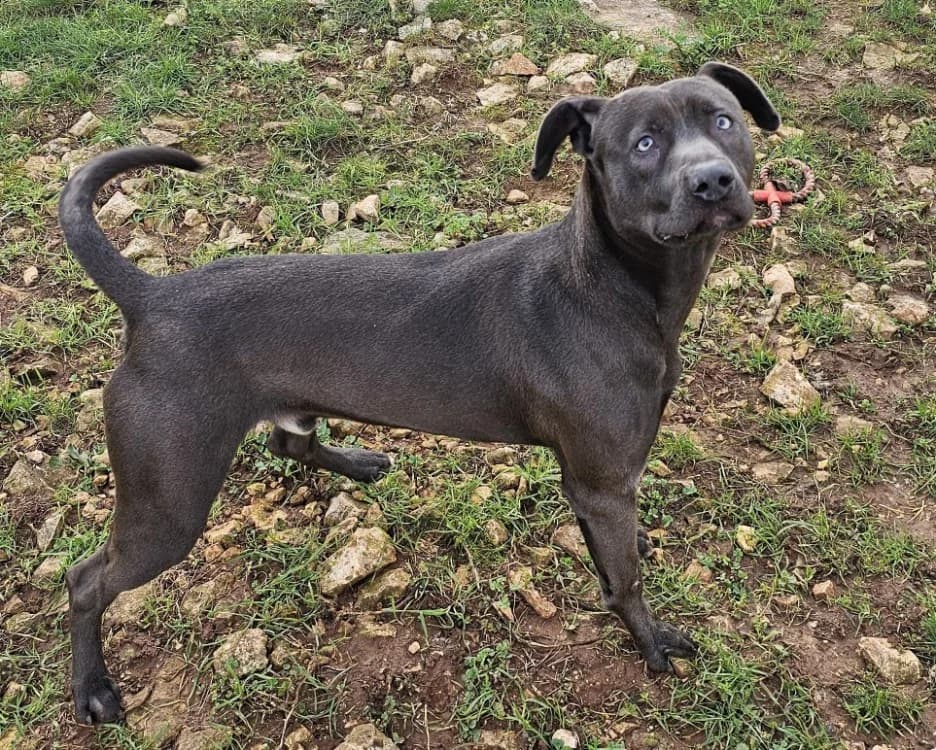 LOTO, male young Pointer for adoption at Vallerargues), Ales