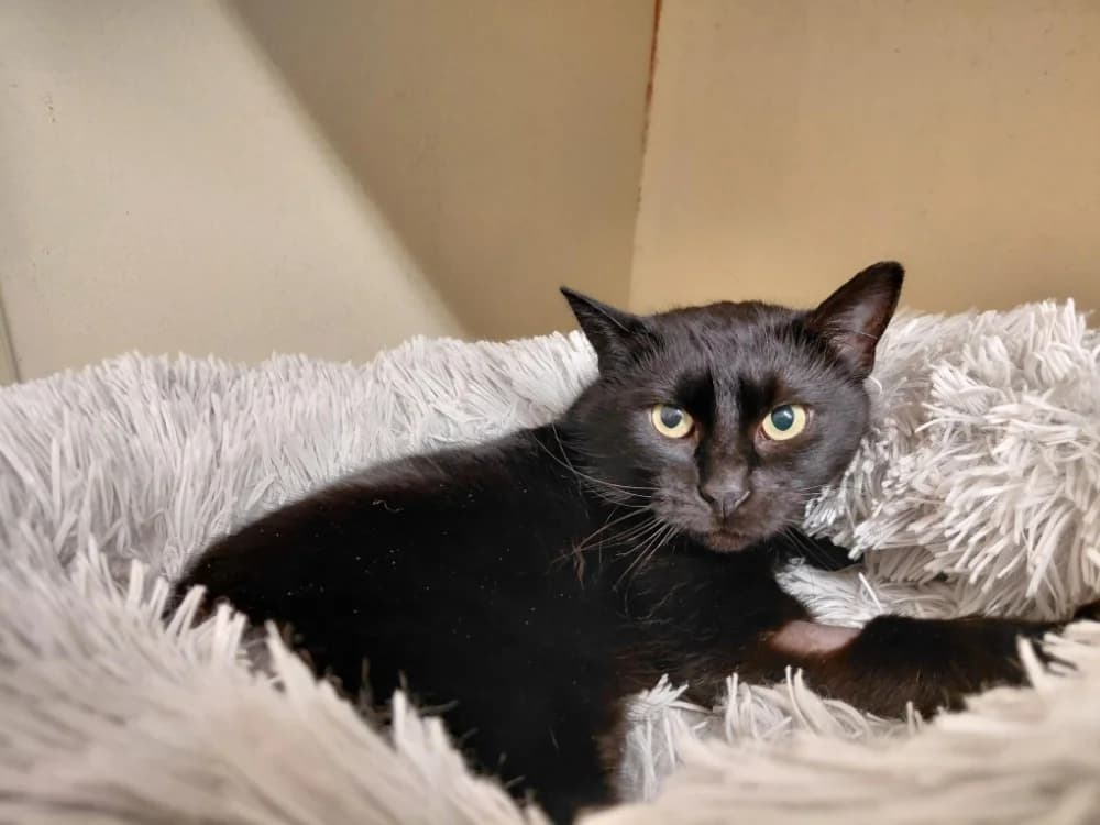 Noelia PAB28478, female 5yo mixed breed for adoption at SPA Plaisir, Plaisir