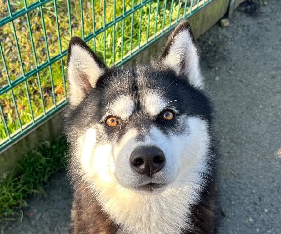 Vasco, gray_blue_silver male Husky for adoption at SPA Perpignan, Perpignan