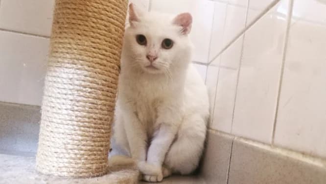 ZILYA,  (SPA Rennes)
