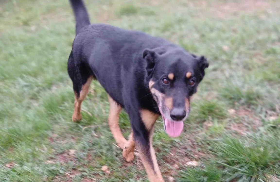 MAXOU, male 6yo Mixed Breed for adoption at SPA Albi (Le Garric), Albi