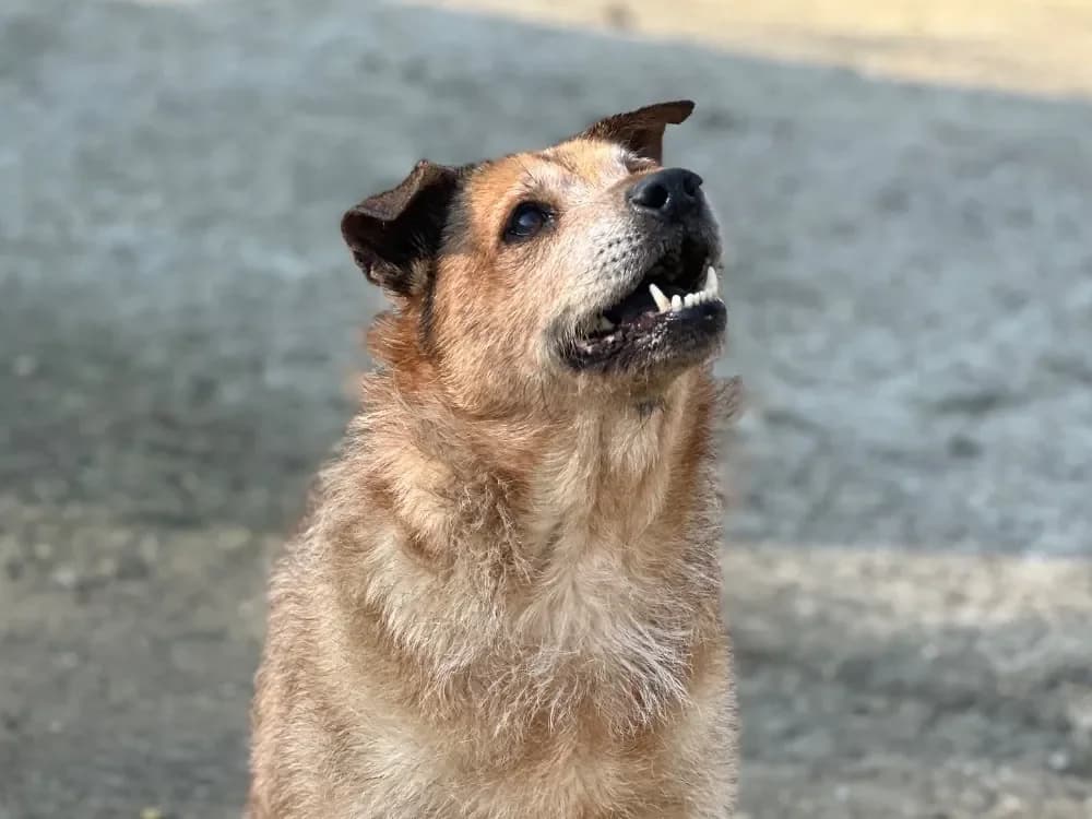 Elly, female Mixed Breed for adoption at SPA Lyon - Refuge de Marennes, Lyon photo 5