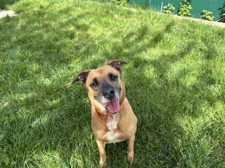 VALDI, female 5yo mixed breed for adoption at Jean Leriche), Moree