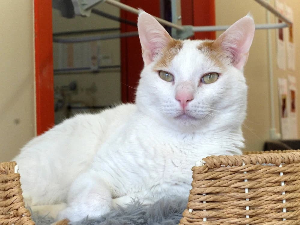 MIMO, male 3yo mixed breed for adoption at SPA Plaisir, Plaisir