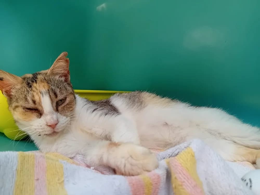 JOLIE, female 5yo mixed breed for adoption at SPA Lorient, Lorient