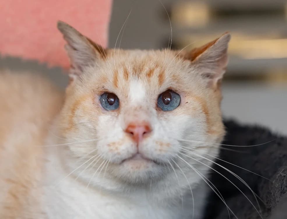 COTON, male senior Mixed Breed for adoption at SPA Vitré, Vitre