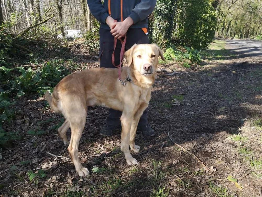 NOUKY, male 3yo Golden Retriever for adoption at SPA Inzinzac-Lochrist, Inzinzac