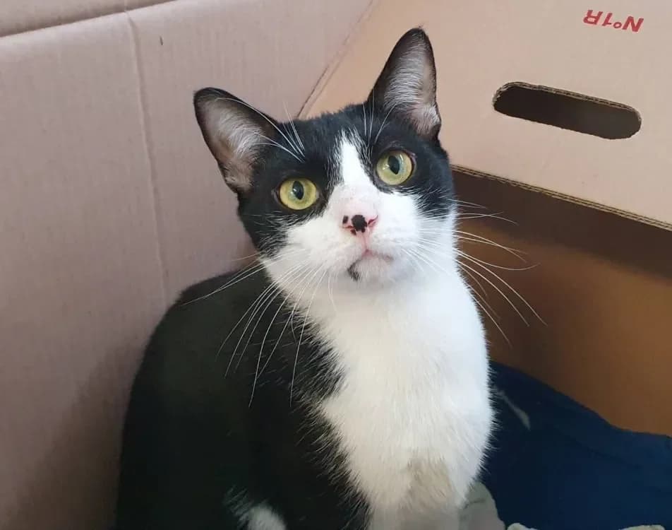 TACHE CHA, unknown male mixed breed for adoption at SPA Chamarande, Chamarande — photo 4 of 4