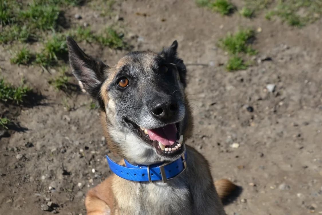PEPITA, female 6yo Belgian Malinois for adoption at SPA Laon, Laon