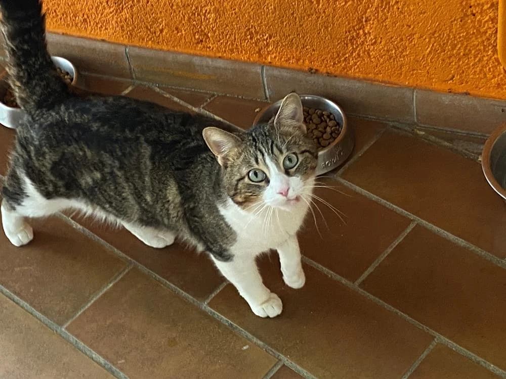 MIKE,  (SPA Laon)