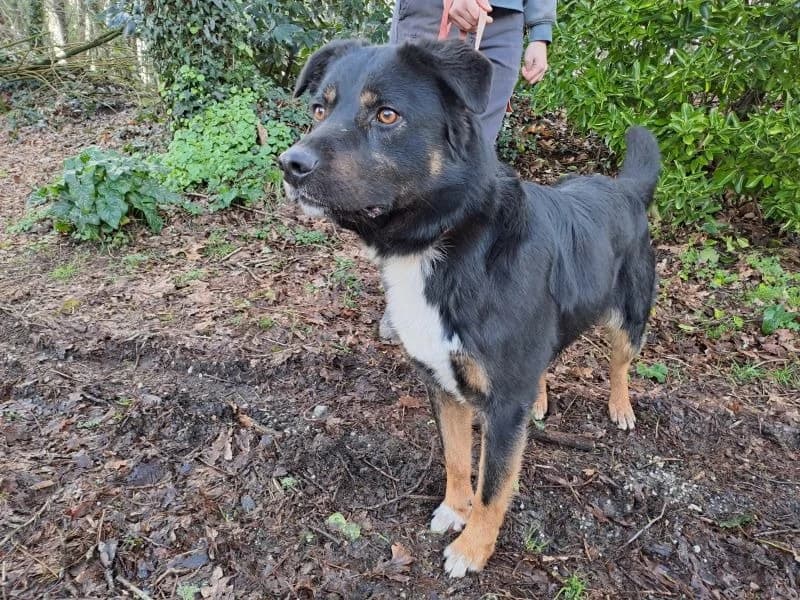TAO, male 3yo Mixed Breed for adoption at SPA Inzinzac-Lochrist, Inzinzac