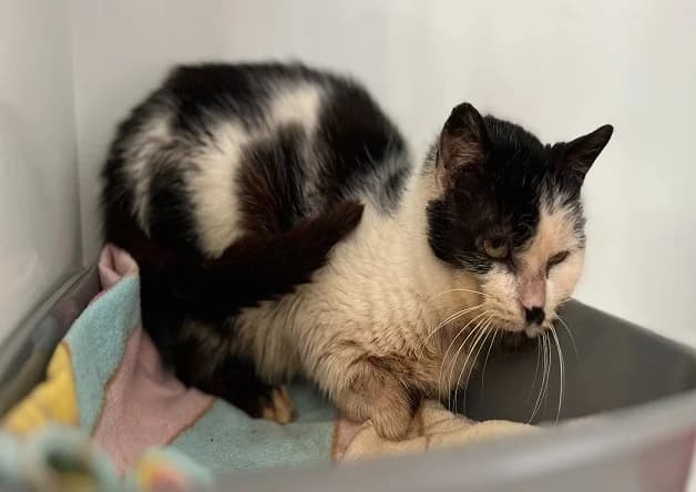 SULLY, male 5yo mixed breed for adoption at Bouguenais), Nantes