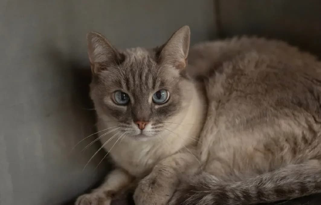 Edelweiss, female mixed breed for adoption at SPA Vannes, Vannes — photo 4 of 4