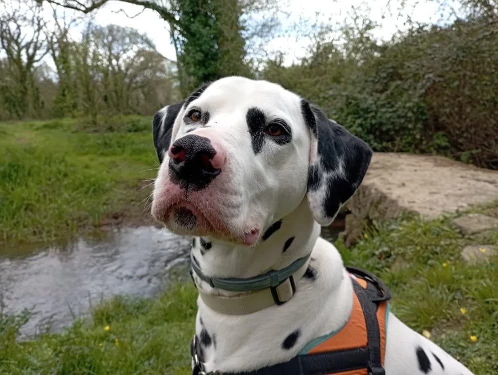 Pistache, male 4yo Dalmatian for adoption at SPA Crozon, Crozon