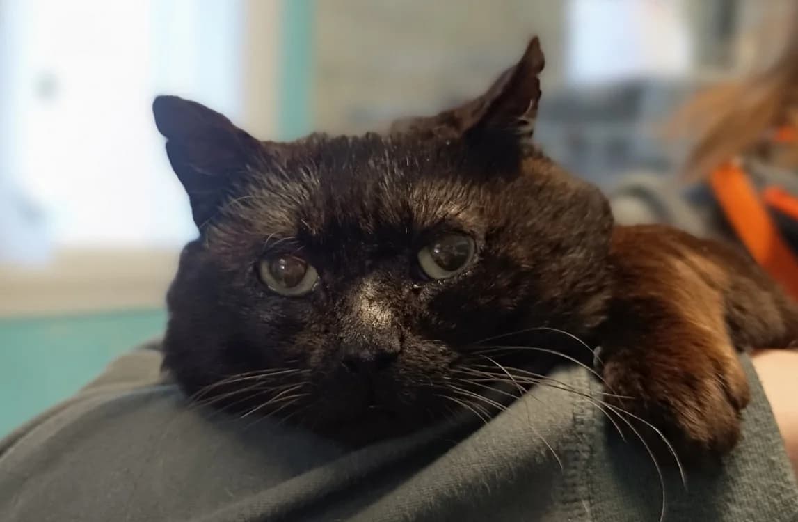 Noli, male mixed breed for adoption at Le Bois Pinson), Bois Pinson photo 2