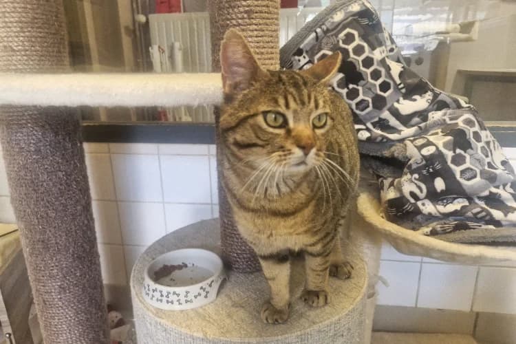 JIVE, male 6yo mixed breed for adoption at SPA Rennes, Rennes