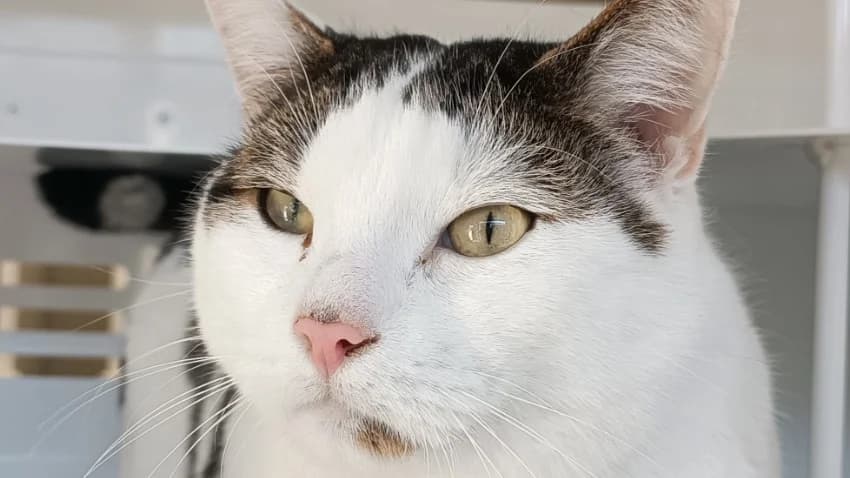 MILO, unknown male mixed breed for adoption at SPA Vitré, Vitre — photo 2 of 4