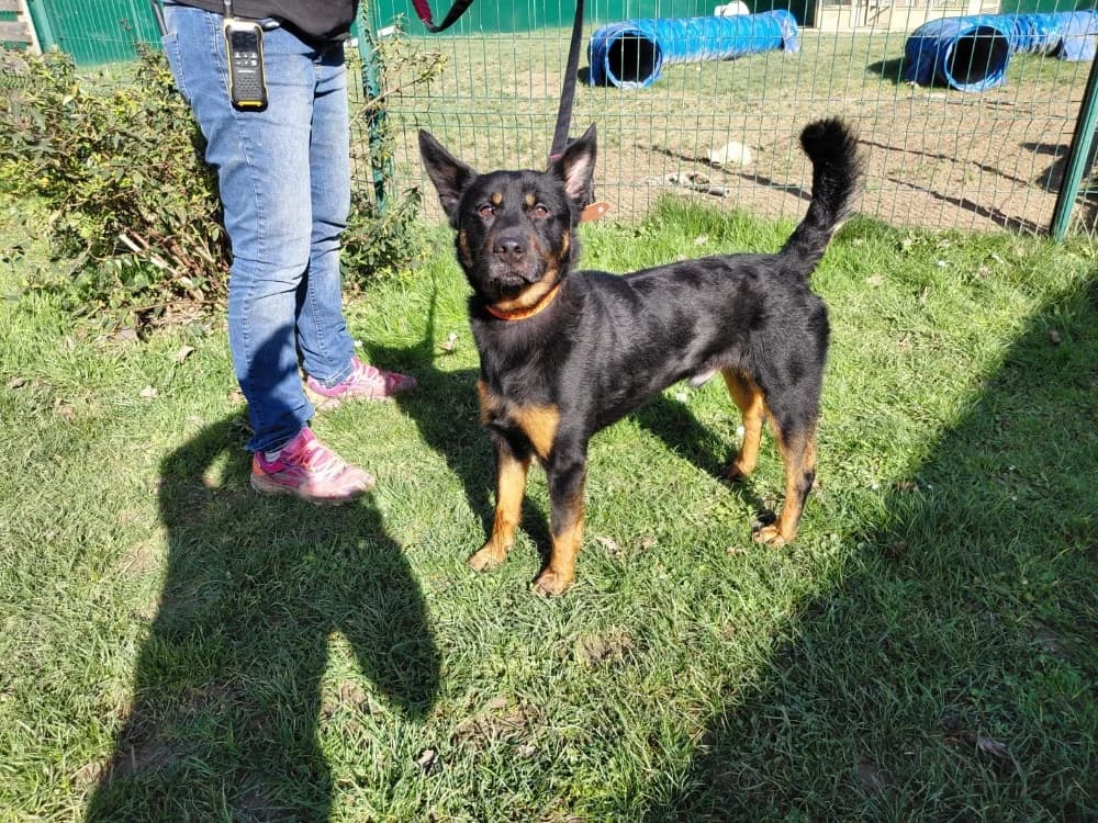 MEZZO PAA24162, male 3yo Shiba Inu for adoption at SPA Plaisir, Plaisir