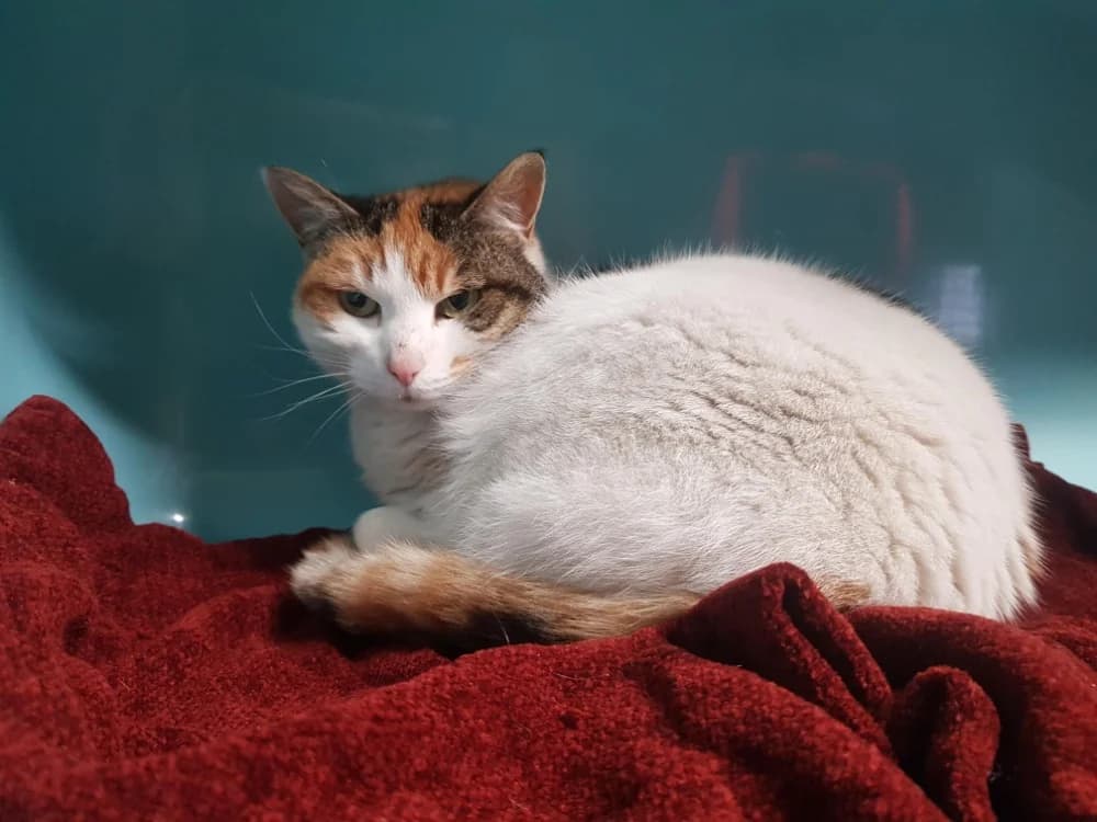 PEPITTA, female 3yo mixed breed for adoption at SPA Briançon, Briancon