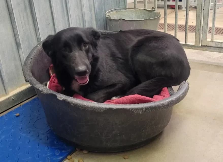 Orangina, female Border Collie for adoption at Le Garric), Albi photo 4