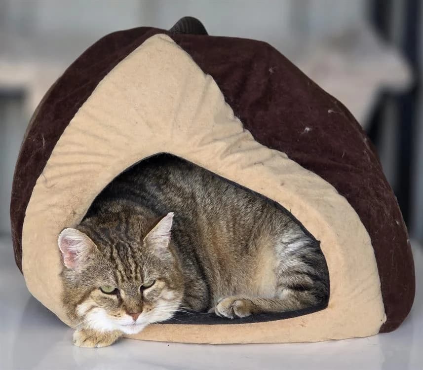 LYNXOU [FIV+], male senior mixed breed for adoption at SPA Cluses, Cluses