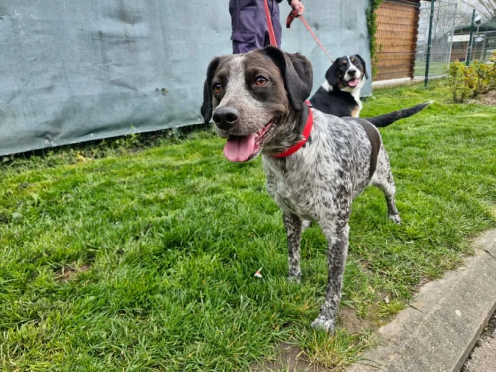 Ruby, Mixed Breed (SPA Golfech)
