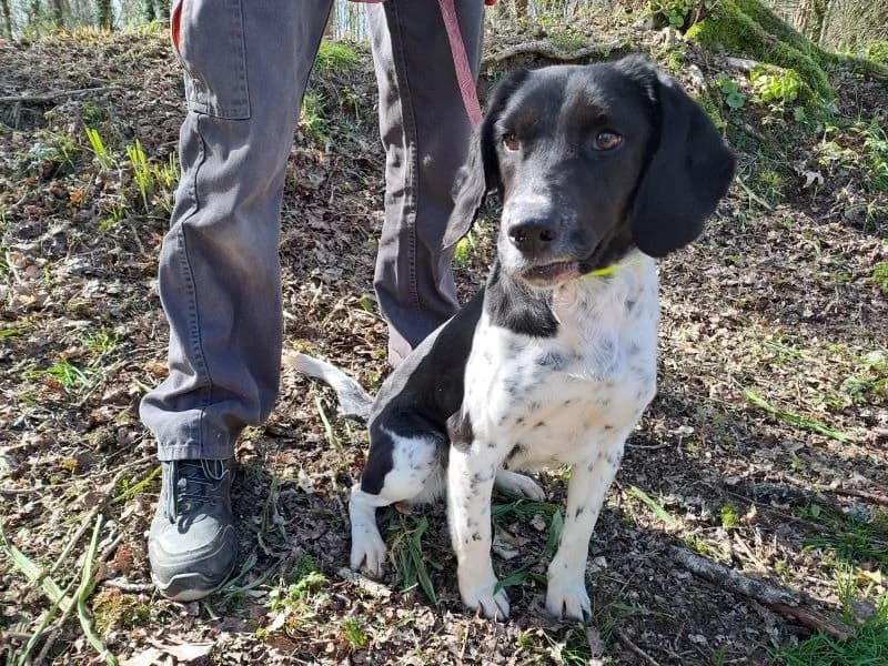 RUBY, Beagle (SPA Saint-Omer)
