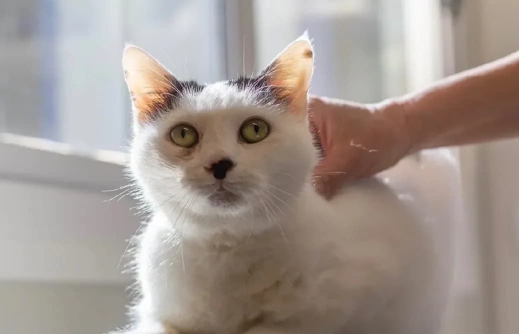 Minou, white male mixed breed for adoption at SPA Vannes, Vannes — photo 4 of 4