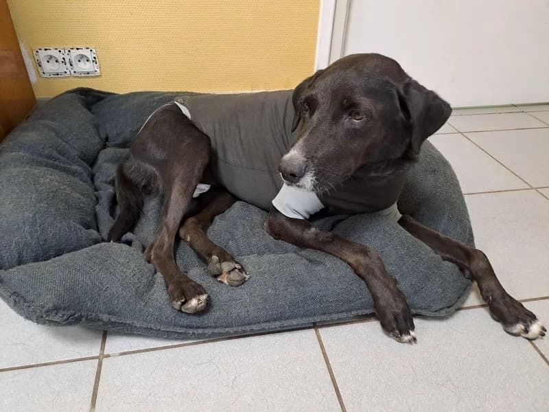 Vinyle, Mixed Breed (SPA Millau)