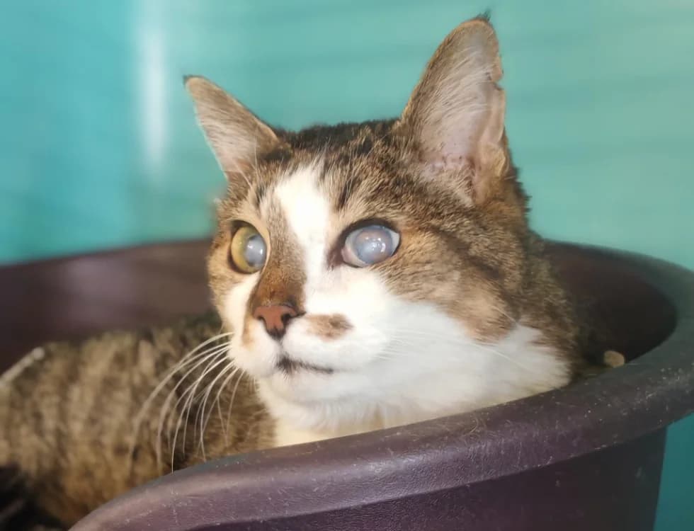 REGLISSE, male senior mixed breed for adoption at SPA Gennevilliers (Grammont), Gennevilliers
